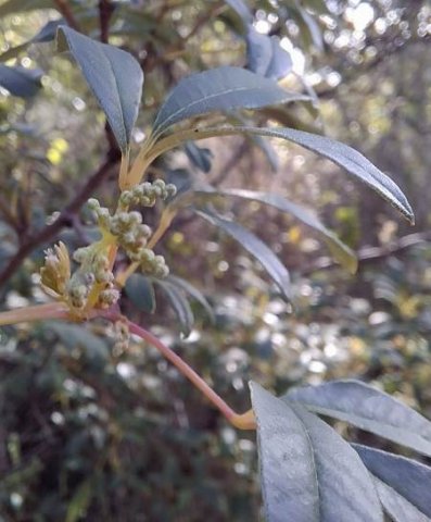 Searsia angustifolia green buds